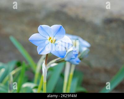 Zarte kleine blaue Frühlingssternblume Ipheion uniflorum Stockfoto