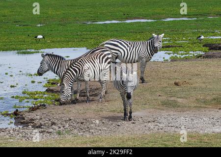 Vier Ebenen Zebras, Equus quagga, an einem Wasserloch im Amboseli National Park in Kenia. Stockfoto