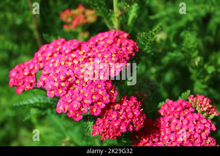 Rosafarbene, blühende Schafgarbe im Garten Stockfoto