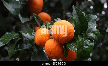 Nahaufnahme von reifen saftigen Mandarinen im Grünen auf Ästen Stockfoto