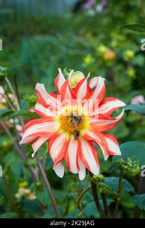 Orange / Rote & Weiße Dahlie möglicherweise Orchideenart aus der mizellanösen Gruppe mit Honigbiene APIs mellifera Apidae & Bumble Bee B sylvarum auf Blüte Stockfoto