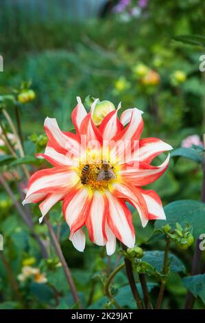 Orange / Rote & Weiße Dahlie möglicherweise Orchideenart aus der mizellanösen Gruppe mit Honigbiene APIs mellifera Apidae & Bumble Bee B sylvarum auf Blüte Stockfoto