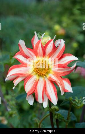 Orange / Rote und Weiße Dahlie möglicherweise Orchideenart aus der Gruppe Verschiedenes von Dahlien Eine tuberöse Frost zarte Laubausdauernde Stockfoto