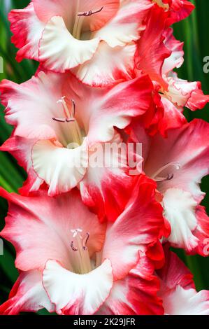 Nahaufnahme der großen Rose Pink & Cream Weiße Blüten von Gladiolus / Gladioli gebrochenes Herz Frizzle eine Sommer blühende kormous Staude, die halb winterhart ist Stockfoto