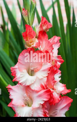 Nahaufnahme der großen Rose Pink & Cream Weiße Blüten von Gladiolus / Gladioli gebrochenes Herz Frizzle eine Sommer blühende kormous Staude, die halb winterhart ist Stockfoto