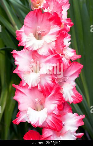 Nahaufnahme der großen Rose Pink & Cream Weiße Blüten von Gladiolus / Gladioli gebrochenes Herz Frizzle eine Sommer blühende kormous Staude, die halb winterhart ist Stockfoto