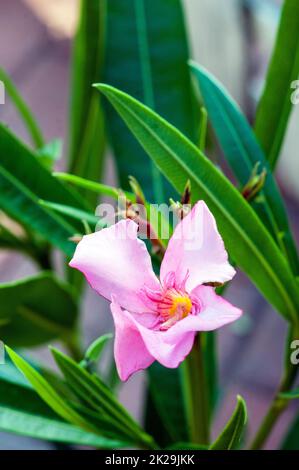 Nahaufnahme von Nerium OleanderTanger monta auch Rose Bay genannt, ein rosa blühendes immergrünes ganzjähriges, frostweiches Aroma Stockfoto