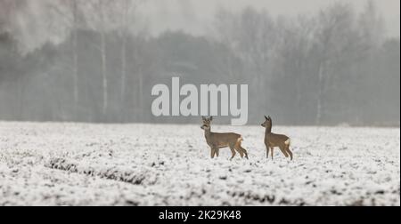 Winterlandschaft der Reh-Herde Stockfoto