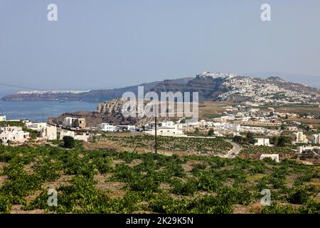 Assyrtiko - einheimische Weintrauben auf der Insel Santorin Stockfoto
