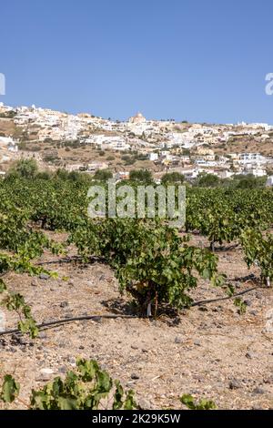 Assyrtiko - einheimische Weintrauben auf der Insel Santorin Stockfoto