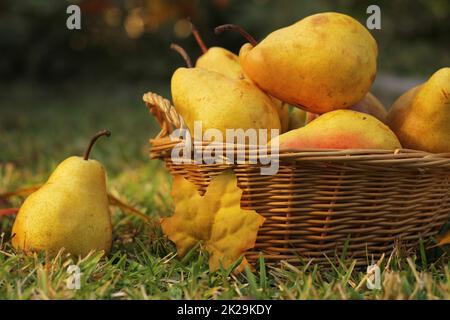 Birnen im Weidenkorb im Freien im Herbst Stockfoto