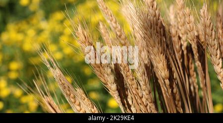Trockene Weizenstiele mit verschwommenem gelben Canola-Feld im Hintergrund Stockfoto