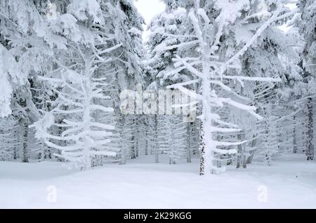 Verschneiter Winterwald - Kiefern bedeckt mit großer Schneeschicht Stockfoto