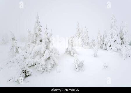 Schneebedeckte Fichten auf nebligen, windigen Bergspitzen Stockfoto