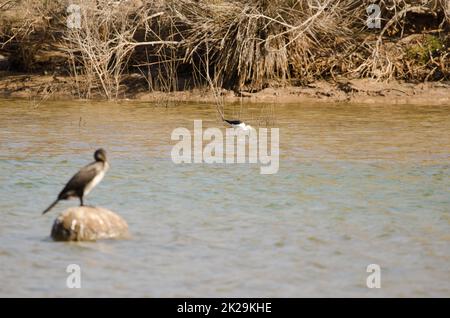 Schwarzflügelpfahl auf der Suche nach Nahrung und großem Kormoran im Vordergrund. Stockfoto