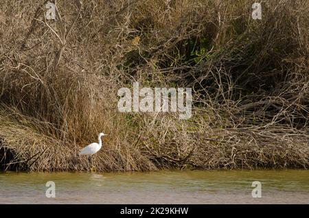 Kleiner Reiher in einer Lagune. Stockfoto