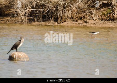 Schwarzflügelpfahl auf der Suche nach Nahrung und großem Kormoran im Vordergrund. Stockfoto