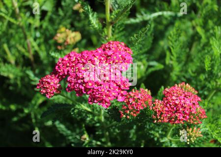 Rosafarbene, blühende Schafgarbe im Garten Stockfoto