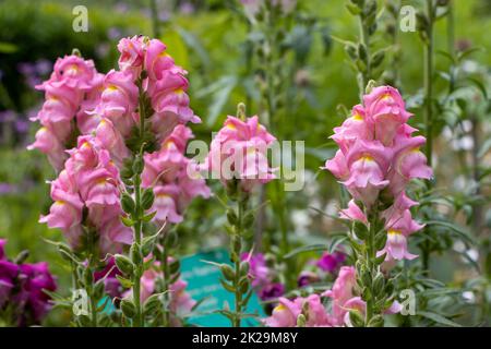 Garden Snapdragon – Antirrhinum majus blüht in einem Garten Stockfoto