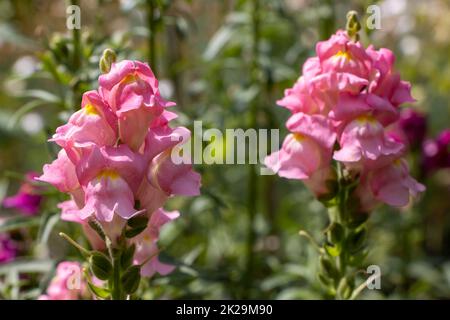 Garden Snapdragon – Antirrhinum majus blüht in einem Garten Stockfoto