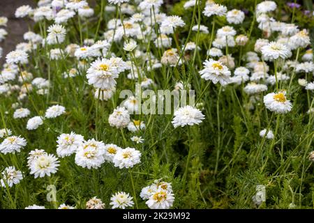 Weiße „römische Kamille“ (oder englische Kamille, gemahlener Apfel, niedrige Kamille, Whig-Pflanze) blühen in einem Garten. Sein lateinischer Name ist Chamaemelum Nobile „Plena“ (SYN Anthemis Nobilis). Stockfoto