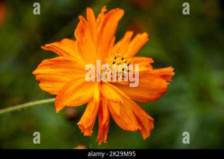 Gelbe Cosmos-Blume (Cosmos sulureus) in einem Garten Stockfoto