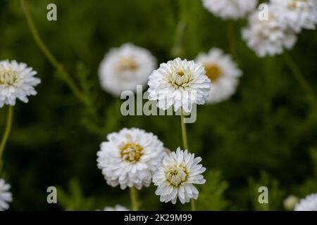 Weiße „römische Kamille“ (oder englische Kamille, gemahlener Apfel, niedrige Kamille, Whig-Pflanze) blühen in einem Garten. Sein lateinischer Name ist Chamaemelum Nobile „Plena“ (SYN Anthemis Nobilis). Stockfoto