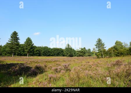 Heidenfeld im Naturpark Maas-Schwalm-Nette, Deutschland Stockfoto