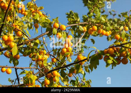 Gelbe mirabell Pflaumen (Kirsche Pflaume) auf Ästen, beleuchtet durch die Nachmittagssonne. Stockfoto