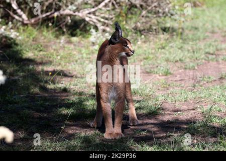 Karakal in Südafrika Stockfoto