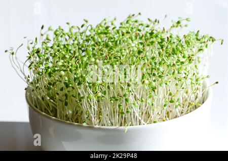 Rotklee Mikrogreens in einer weißen Schüssel, Nahaufnahme, Vorderansicht Stockfoto