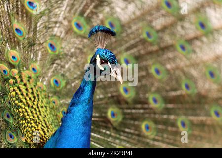 Pfau (Blauer Pfau, Pavo cristatus? Stockfoto