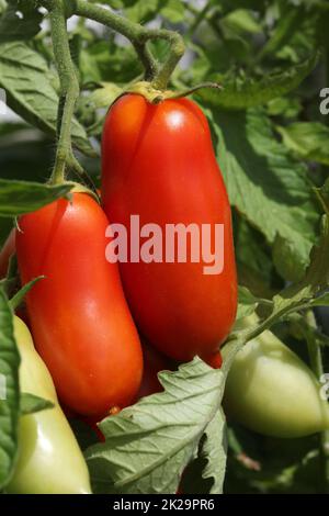 San Marzano Tomaten auf der reifen Seite im Gemüsegarten Stockfoto