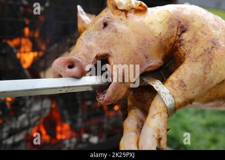 Ferkelbraten auf dem Brennholz in Deutschland Stockfoto