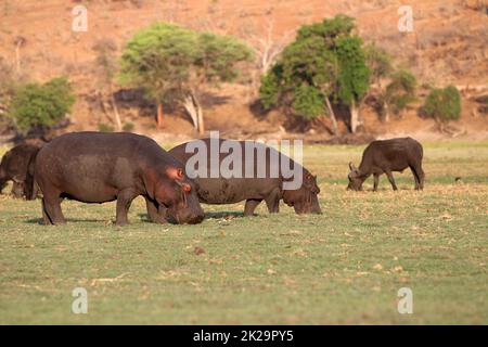 Nilpferde und Büffel. Chobe-Nationalpark. Botsuana Stockfoto