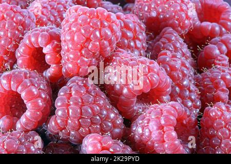 Frische biologische rote Himbeeren auf dem Farmers Market Stockfoto
