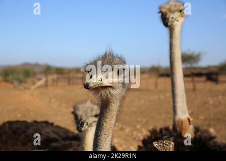 Weiblicher Strauß in Oudtshoorn. Südafrika Stockfoto