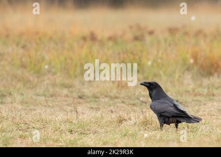 Gemeiner Rabe sitzt auf trockenem Boden in herbstlicher Natur Stockfoto