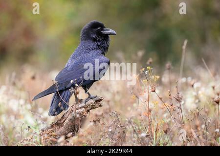 Gemeiner Rabe, der im Herbst auf Holz sitzt Stockfoto