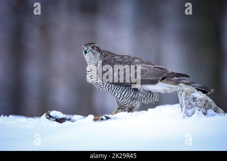 Nördlicher Habicht, der im Winter von der Seite auf Schnee sitzt. Stockfoto