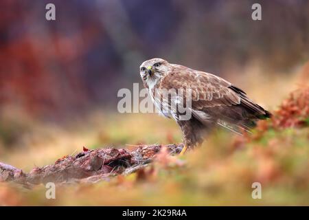 Gemeiner Bussard, der im Herbst neben einem toten Tier sitzt Stockfoto