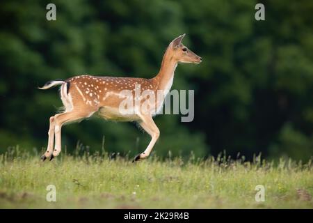 Damhirsche, die im Sommer von der Seite auf dem Grasland laufen Stockfoto