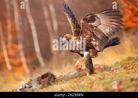 Goldener Adler auf der Jagd nach toten Tieren in herbstlicher Umgebung. Stockfoto