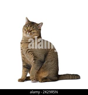 Erwachsene graue Katze Scottish gerade sitzt auf einem weißen isolierten Hintergrund. Niedliche verspielte Tier Stockfoto