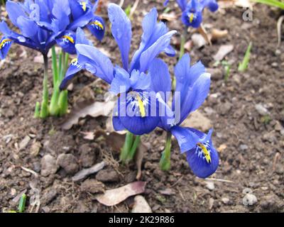 Blaue blühende Barbinenmutter im Frühling, Moraea sisyrinchium Stockfoto