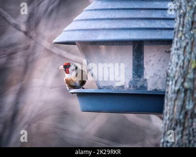 goldfinch an einer Futterstation im Winter Stockfoto