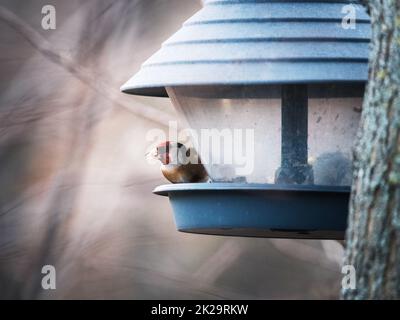 goldfinch an einer Futterstation im Winter Stockfoto