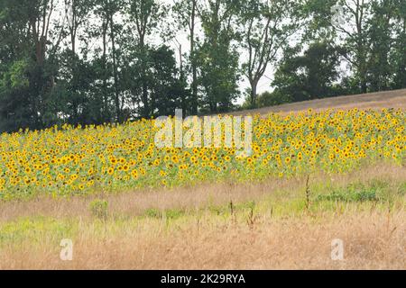 Sonnenblumenfeld mit blauem Himmelspanorama Stockfoto