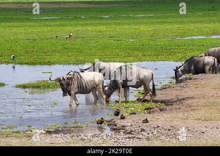 Eine Gruppe blauer Gnus, Connochaetes taurinus, an einem Wasserloch im Amboseli National Park in Kenia. Stockfoto