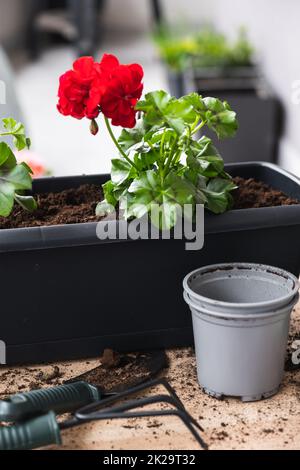 Geranium-Transplantationsprozess. Blumentöpfe und Gartengeräte. Stockfoto